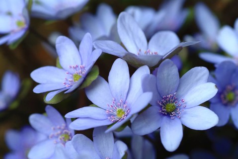 Liverwort (Hepatica triloba) (Hepatica nobilis) (Anemone hepatica), synonyma, common liverwort,