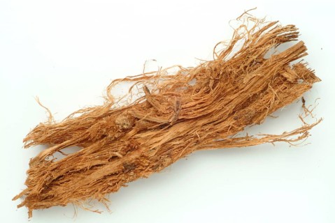 Incha, queen sago, is a species of palm fern, sago palm fern, Cycas cireinnalis, medicinal plant,