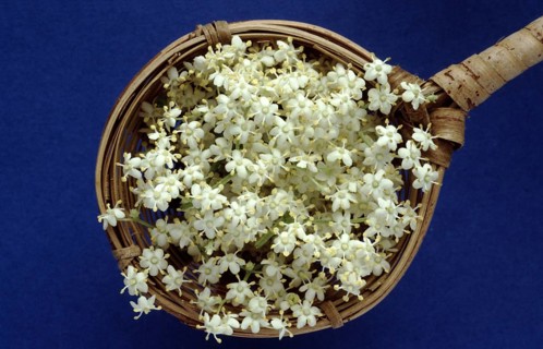 Elderflower, black elder (Sambucus) nigra, medicinal plant, is considered a proven household remedy