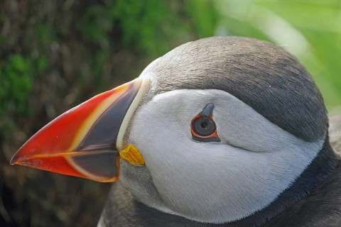 Head of a puffin, Hornøya, Vardö. Finnmark, Norway, Europe