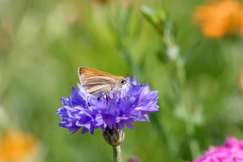 Close-up, essex skipper (Thymelicus lineola), Butterfly, Cornflower, Fritillary, Nature, The