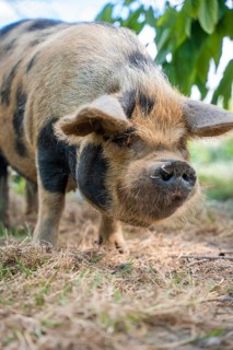 Domestic pig with nose piercing in the green, Amsterdam, Netherlands