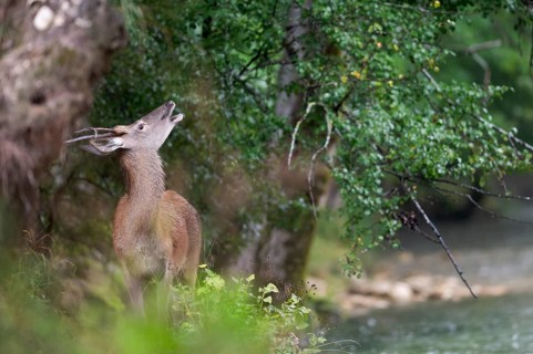 Red deer (Cervus elaphus), spit standing at the edge of the mountain river and looking upwards in