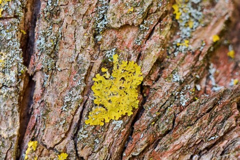 Detail of lichen growing on a crack willow (Salix fragilis) bark, Upper Palatinate, Bavaria,