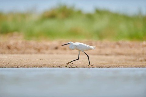 Little egret (Egretta garzetta) walking at the shore, hunting, sea, ebro delta, Catalonia, Spain,