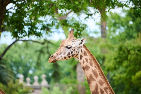 Reticulated giraffe (Giraffa camelopardalis reticulata), portrait, captive, distribution africa