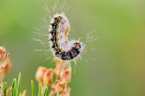 Caterpillar of a Malacosoma constrictum butterfly at Mount "La Talaia del Montmell" at evening,