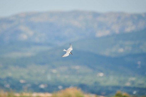 Gull-billed tern (Gelochelidon nilotica) flying in the sky, hunting, ebro delta, Catalonia, Spain,