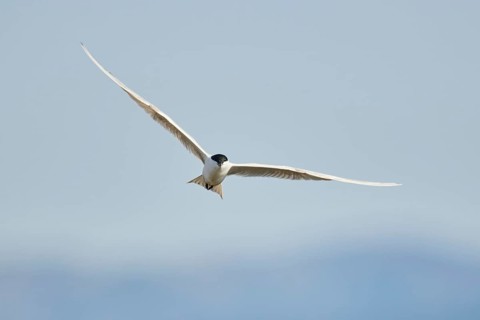 Gull-billed tern (Gelochelidon nilotica) flying in the sky, hunting, ebro delta, Catalonia, Spain,