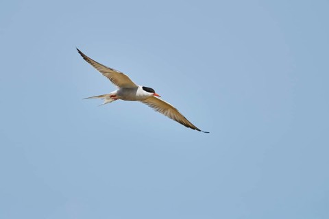 Elegant tern (Thalasseus elegans) flying in the sky above the sea, hunting, ebro delta, Catalonia,