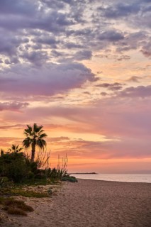 Mexican fan palm (Washingtonia robusta) at sunrise growing on a beach near Tarragona, Catalonia,