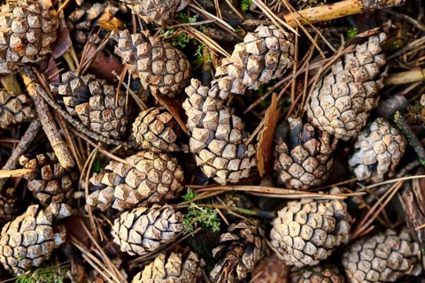 Scots pine (Pinus sylvestris) cone, detail, Upper Palatinate, Bavaria, Germany, Europe