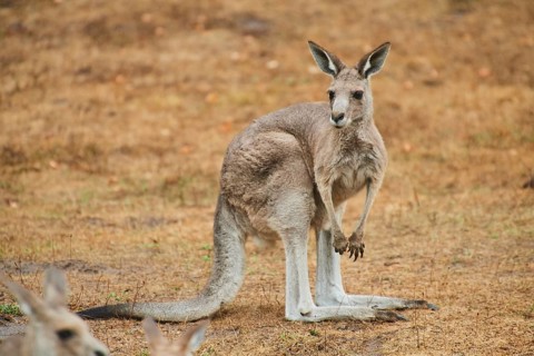 Eastern grey kangaroo (Macropus giganteus) standing on a tried up meadow, raining, Bavaria,