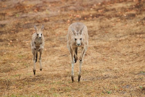 Eastern grey kangaroos (Macropus giganteus) jumping over on a tried up meadow, raining, Bavaria,