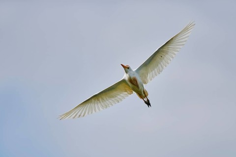 Cattle egret (Bubulcus ibis) flying in the sky, Camargue, France, Europe