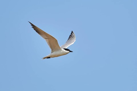 Gull-billed tern (Gelochelidon nilotica) flying in the sky, hunting, ebro delta, Catalonia, Spain,