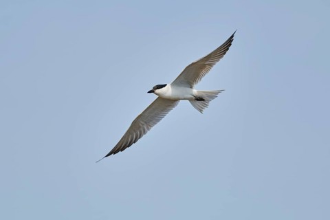Gull-billed tern (Gelochelidon nilotica) flying in the sky, hunting, ebro delta, Catalonia, Spain,