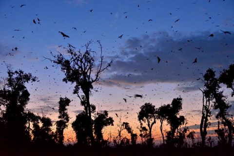 Straw-coloured Fruit Bats (Eidolon helvum), in flight at first light, Kasanka National Park,