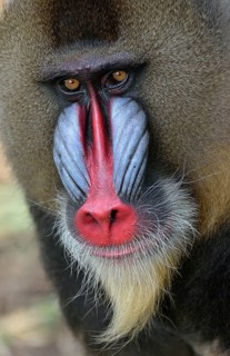 Mandrill (Mandrillus sphinx), male, animal portrait, captive, South-West Region, Cameroon, Africa
