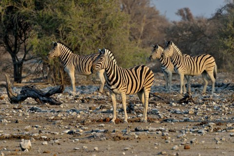 Burchell's Zebras (Equus quagga burchelli), Etosha National Park, Namibia, Africa