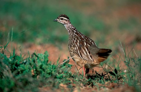 Crested Francolin (Francolinus sephaena), Kruger national park, South_Africa, Schopffrankolin,