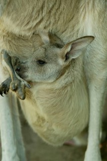 Eastern grey kangaroo (Macropus giganteus) pup, eastern grey kangaroo, Grey giant kangaroo pup in