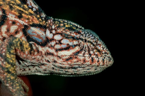 Jewel chameleon (Furcifer lateralis) (Chamaeleo lateralis), side, Madagascar, Africa