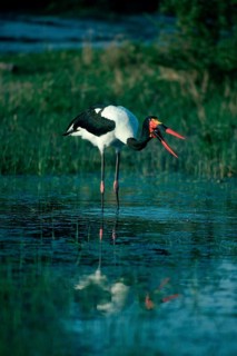 Saddle-bill Stork (Ephippiorhynchus senegalensis), Hwange national park, Zimbabwe, Africa