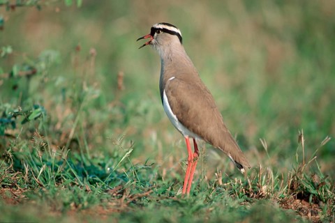 Crowned Plover (Vanellus coronatus), Samburu Game Reserve, Kenya, Africa