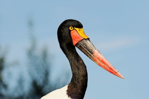 Saddle-billed stork (Ephippiorhynchus senegalensis), female, captive, occurrence in Africa