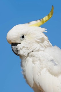 Middle yellow-crested cockatoo (Cacatua sulphurea abbotti), portrait, captive, occurring in