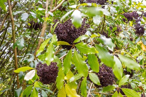 Neopanax arboreus (L.f.) Allan, Glenfalloch Gardens, Dunedin, Neuseeland