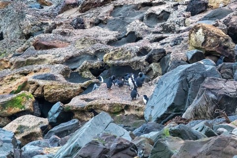 Blauer Pinguin (Eudyptula minor), Kolonie, Oamaru, Bezirk Waitaki, Otago, Neuseeland
