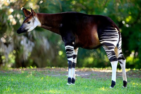 Okapi, female (Okapi johnstoni), side