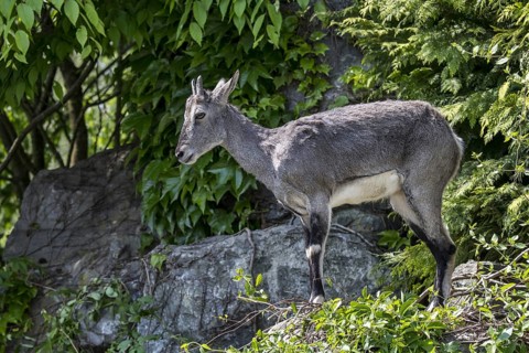 Bharal, Himalayan blue sheep (Pseudois nayaur), naur female, native to high Himalayas of India,
