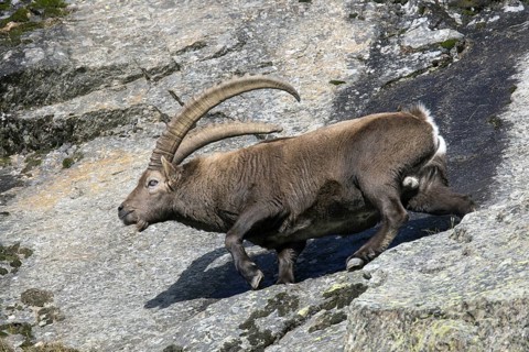 Alpine ibex (Capra ibex) male with large horns traversing rock face on mountain slope in autumn,