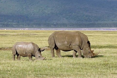 White rhinoceros (Ceratotherium simum) female with young grazing grass, Lake Nakuru National Park,