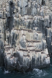 Alkefjellet, sea cliff housing seabird colony of thick-billed murres (Uria lomvia), Brünnich's