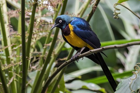 Golden-breasted starling, royal starling (Lamprotornis regius) native to East Africa