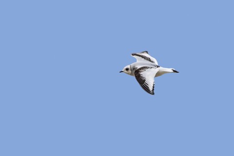 Ross's gull (Rhodostethia rosea) (Hydrocoloeus roseus) flying in non-breeding plumage, native to