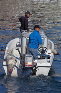 Shot Harp seals (Phoca groenlandica) in Inuit hunter's motorboat, Uummannaq, North-Greenland,
