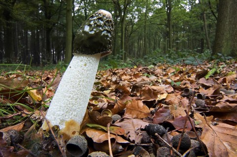 Common stinkhorn (Phallus impudicus), dickes-nipes in autumn forest