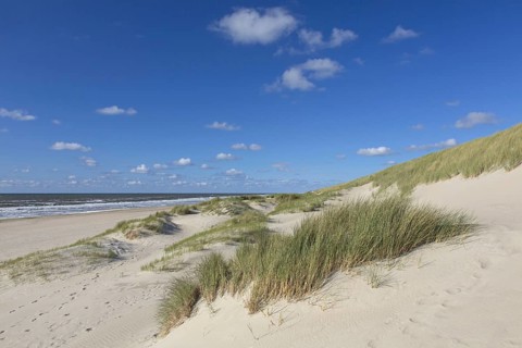 Beach and European marram grass (Ammophila arenaria), beachgrass in the dunes on Texel, West