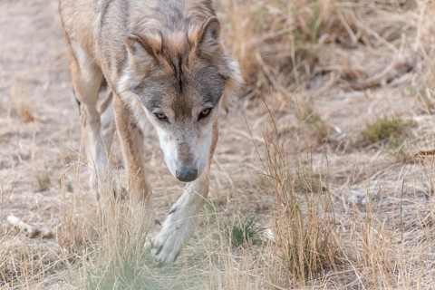 Mongolian wolf (Canis lupus chanco) in Gevaudan Park. Marvejols, Cevennes, France, Europe
