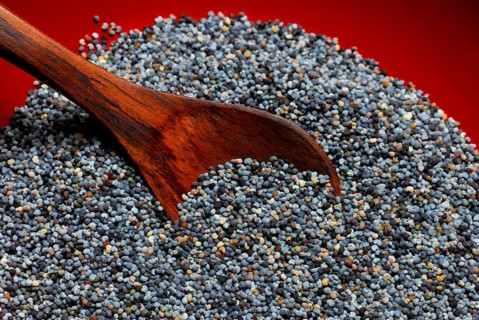 Opium poppy (Papaver somniferum) seed, seed, poppy seed, poppy seed, edible poppy