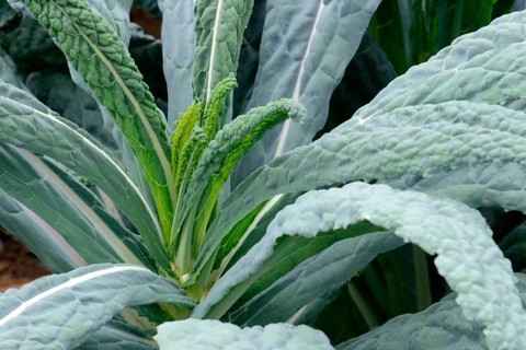 Brassica oleracea (Brassica oleracea var. palmifolia) Black cabbage, Cabbage, Vegetable cabbage,