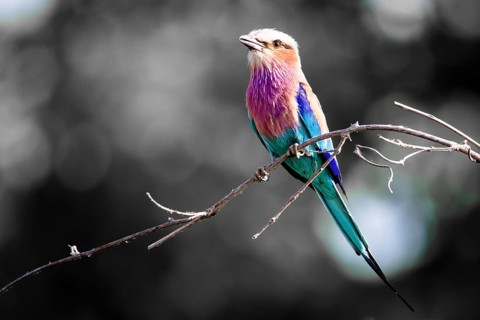 Lilac Breasted Roller (Coracias caudatus) perched on a twig against a desaturated background,