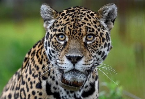 Jaguar (Panthera onca) with radio collar, portrait, breeding station of the Conservation Land