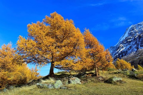 European larches ( Larix decidua) Larch, Larch forest, Valais, Switzerland, Europe