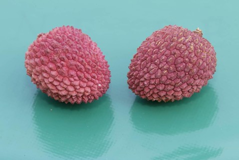 Lychee-Fruit (Litchi chinensis)